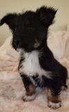 Terrier mix (Bonnie)