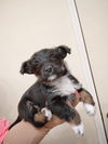 Terrier mix (Bonnie)