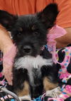 Terrier mix (Bonnie)