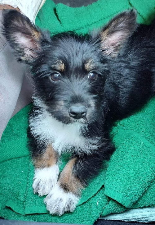 Terrier mix (Bonnie)