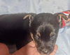 Terrier mix (Phatts McGee)