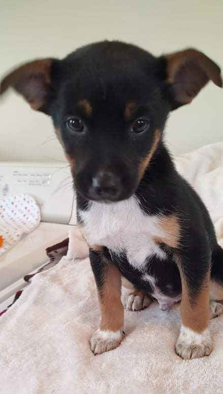 Terrier mix (Phatts McGee)