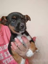 Terrier mix (Phatts McGee)