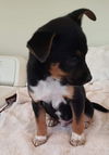Terrier mix (Phatts McGee)