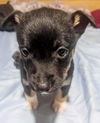 Terrier mix (Tiny)
