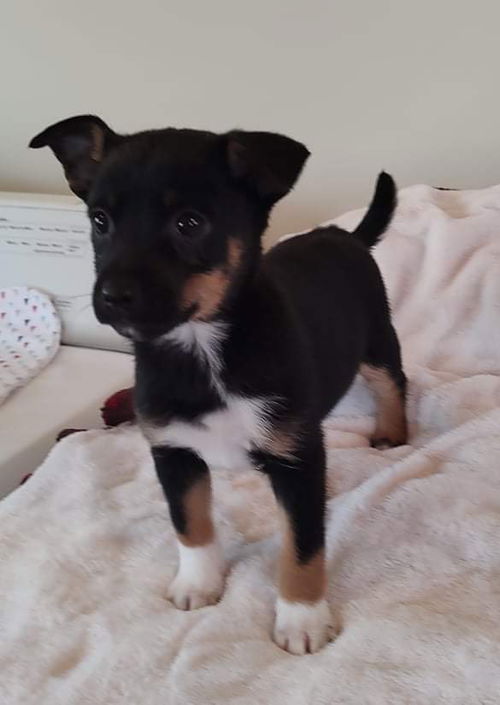 Terrier mix (Tiny)