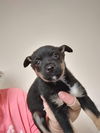 Terrier mix (Tiny)