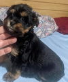 Terrier mix (Violet)