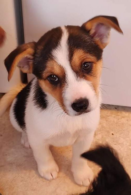 Terrier mix (Bruno)