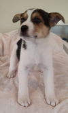 Terrier mix (Bruno)