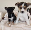 Terrier mix (Bruno)
