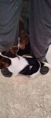Terrier mix (Bruno)