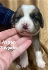 Tessa's baby (Aspen)