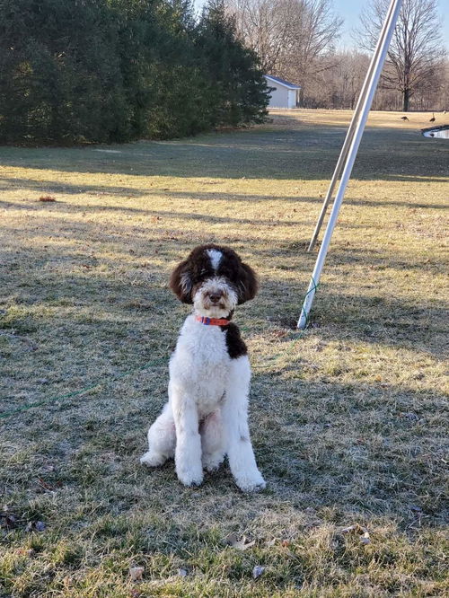 Ace Bernese/Poodle