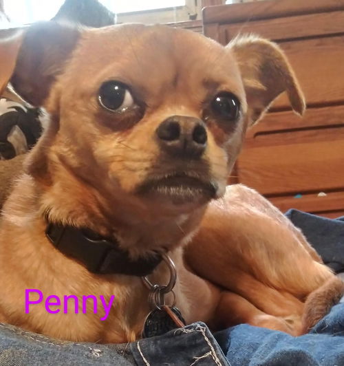 Penny