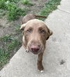 Happy Labs (Scrappy Ian)