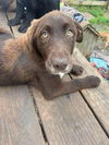 Happy Labs (Clover)