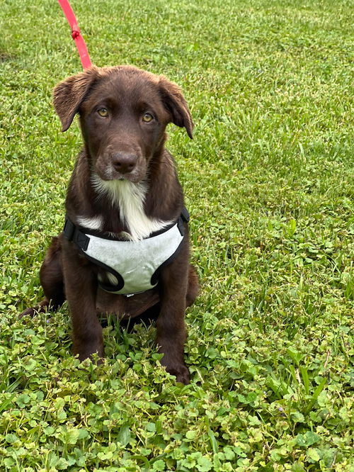 Happy Labs (Clover)