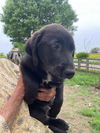 Happy Labs (Clancy)