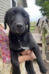 Happy Labs (Beckham)