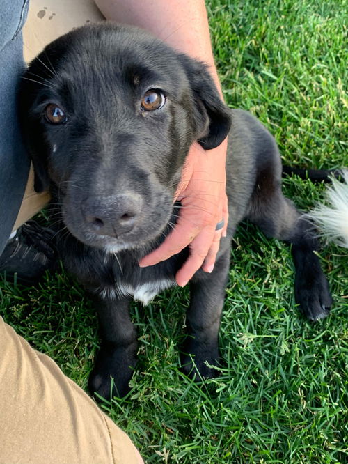 Happy Labs (Beckham)