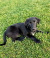 Happy Labs (Beckham)