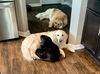 Happy Labs (Beckham)