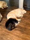 Happy Labs (Beckham)