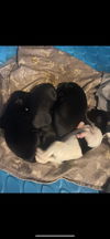 Darci's Pups- Delilah