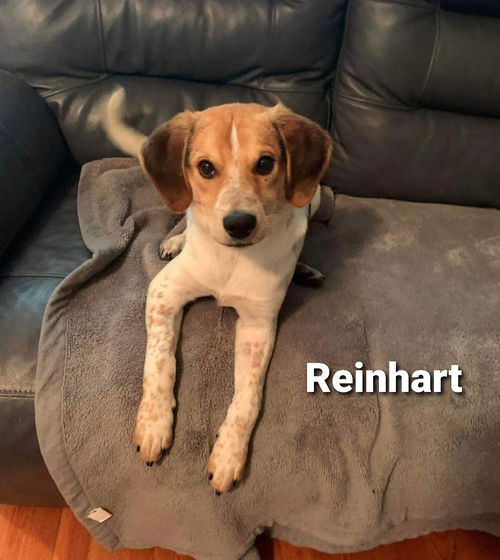 Reinhart