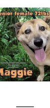 Maggie