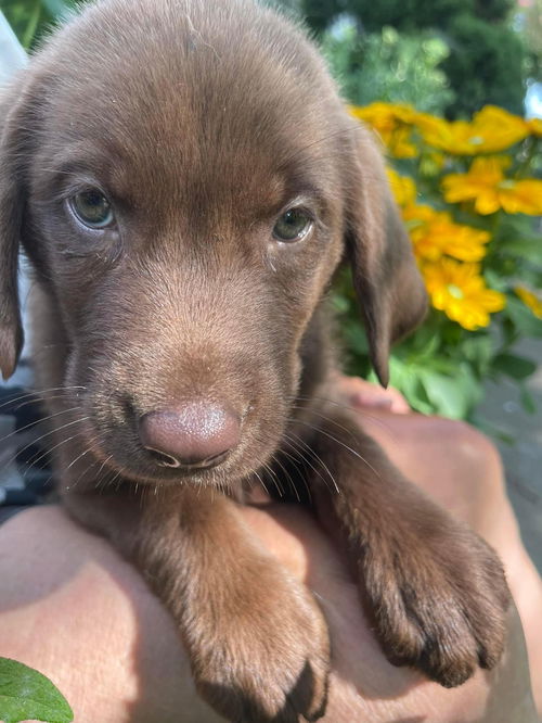 The Great Outdoors Pups (Mara )