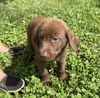The Great Outdoors Pups (Mara )