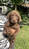 The Great Outdoors Pups (Mara )