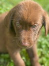 The Great Outdoors Pups (Mara )
