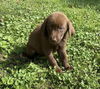 The Great Outdoors Pups (Mara )