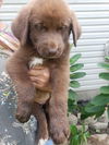The Great Outdoors Pups (Kate)