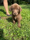 The Great Outdoors Pups (Kate)