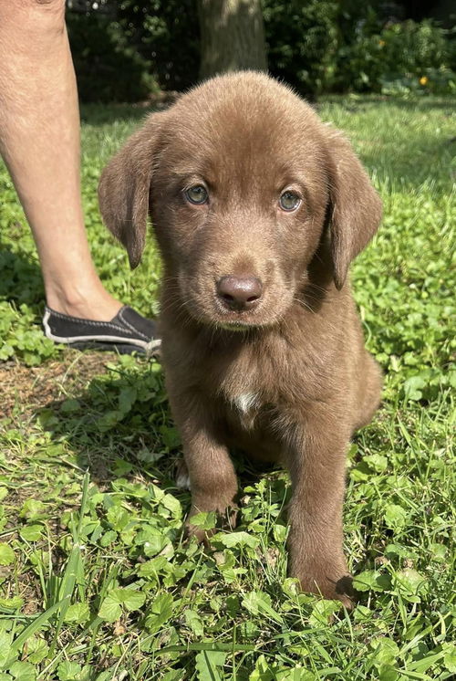 The Great Outdoors Pups (Kate)