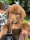 The Great Outdoors Pups (Kate)