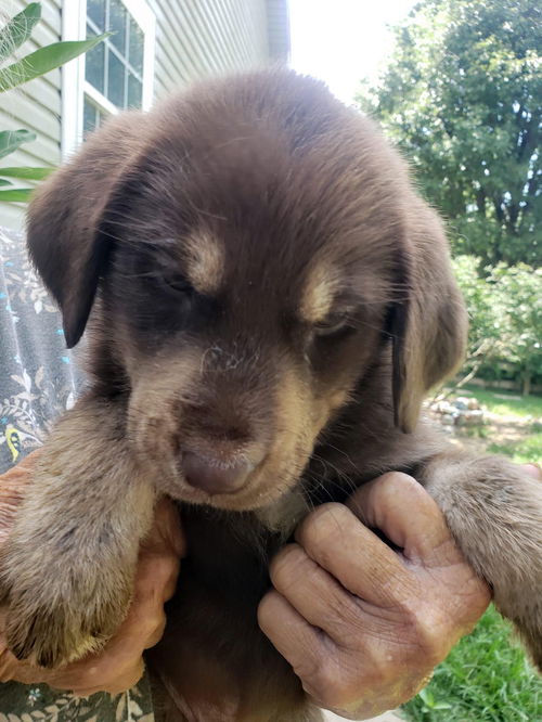 The Great Outdoors Pups (Roman Bear)