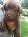 The Great Outdoors Pups (Cara)