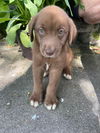 The Great Outdoors Pups (Cara)