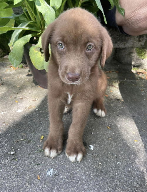 The Great Outdoors Pups (Cara)