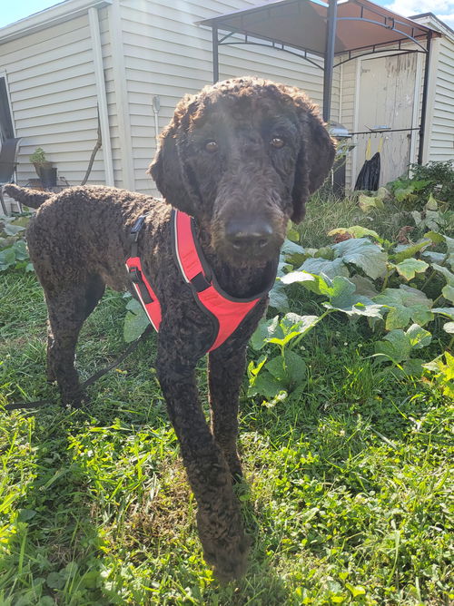 Onyx