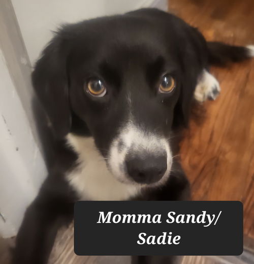 The Grease Cast Momma Sandy Sadie