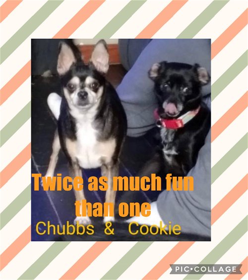 Bonded Pair ~ Chubbs and Cookie