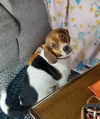 Baby Peanut (couresy Post)