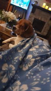 Baby Peanut (couresy Post)