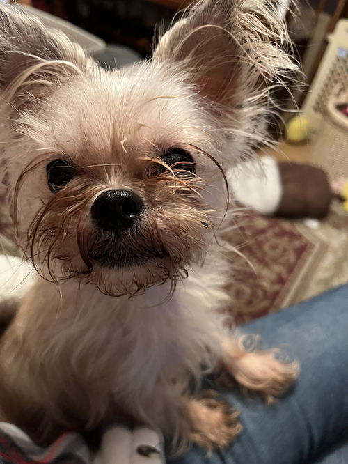 Taz